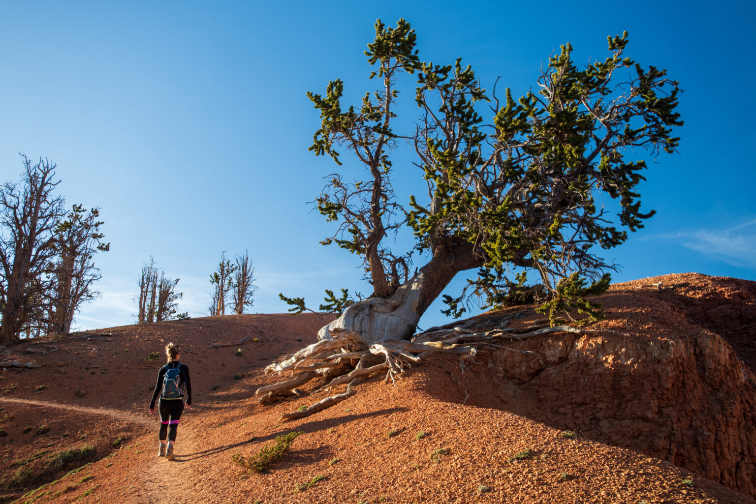 Methuselah: Earth’s Oldest Tree Spans Millennia - History's Mysteries 3.14