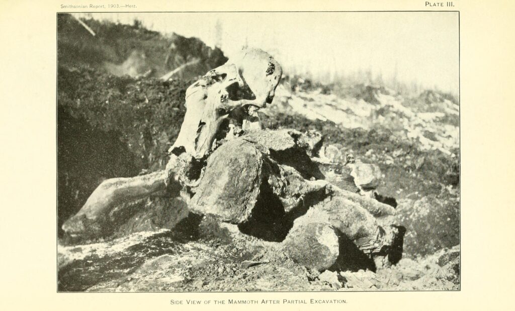 Beresovka Mammoth