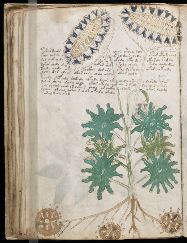 A page from the mysterious Voynich manuscript, which is undeciphered to this day.
